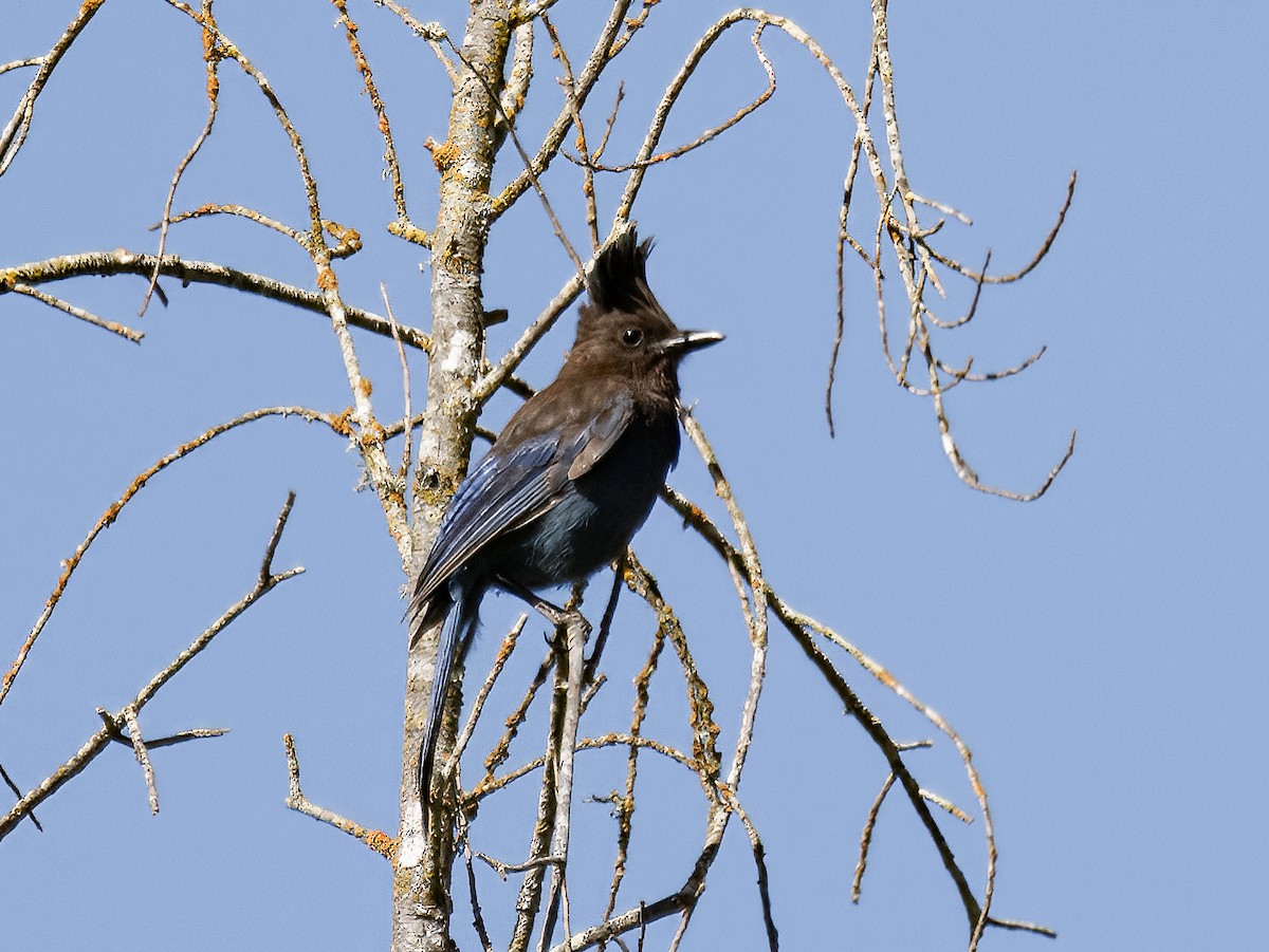 Steller's Jay - ML620620387