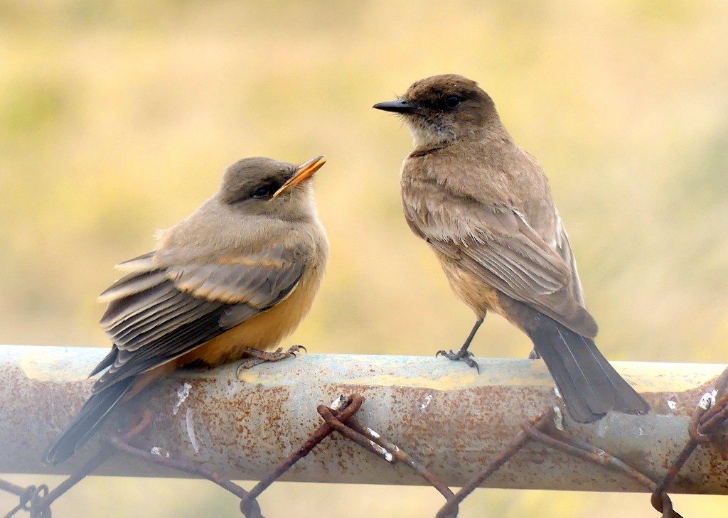 Say's Phoebe - ML620620392