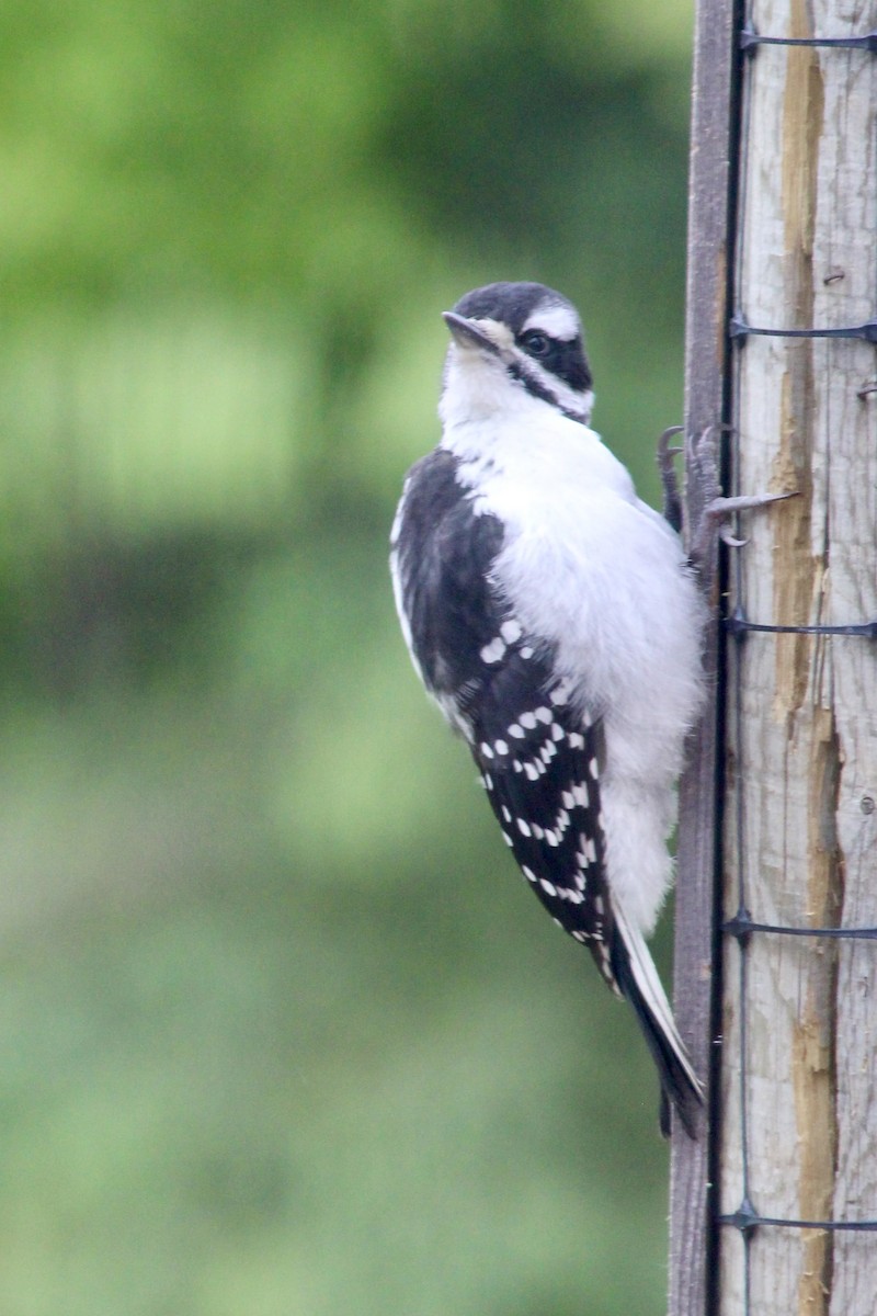 Hairy Woodpecker - ML620620393