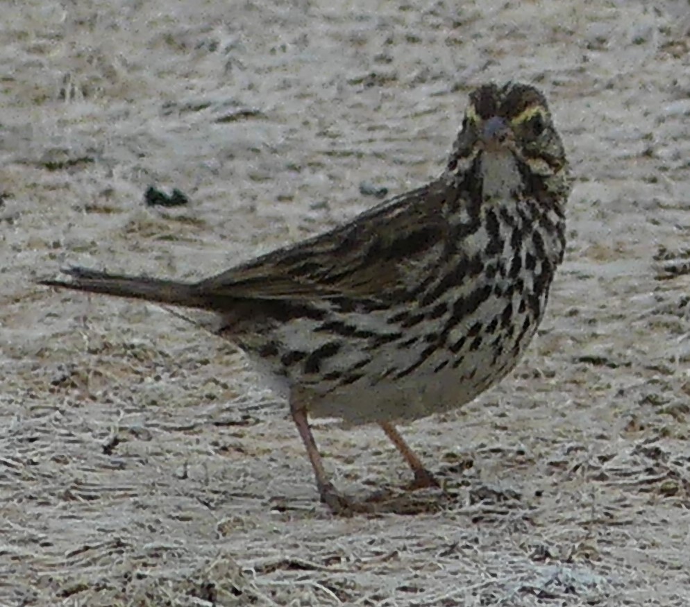 Savannah Sparrow - ML620620395