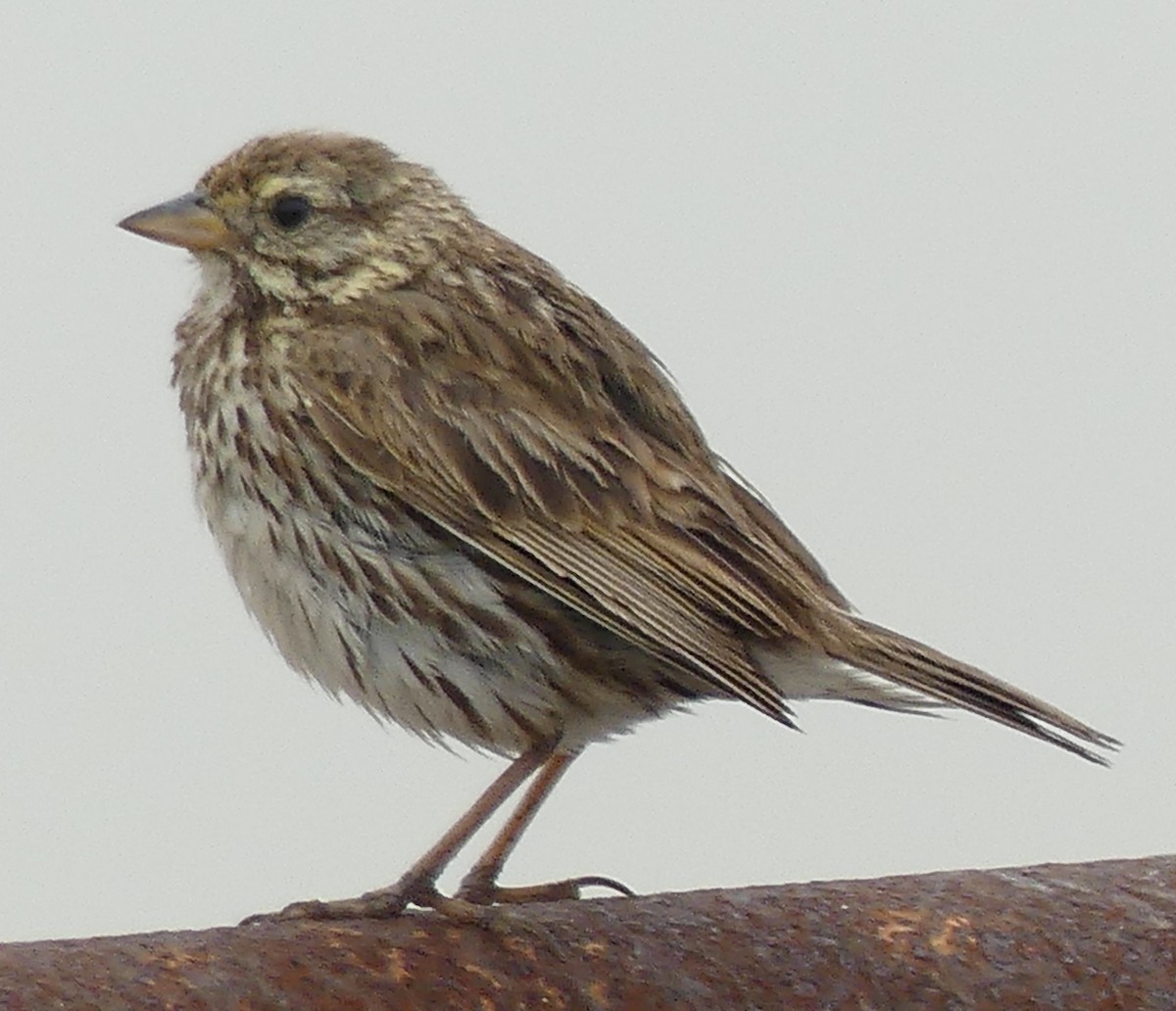 Savannah Sparrow - ML620620396