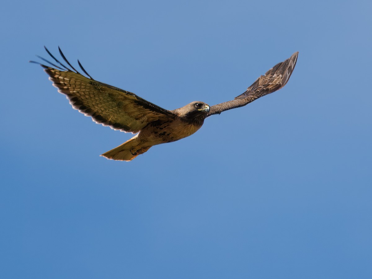 Red-tailed Hawk - ML620620397