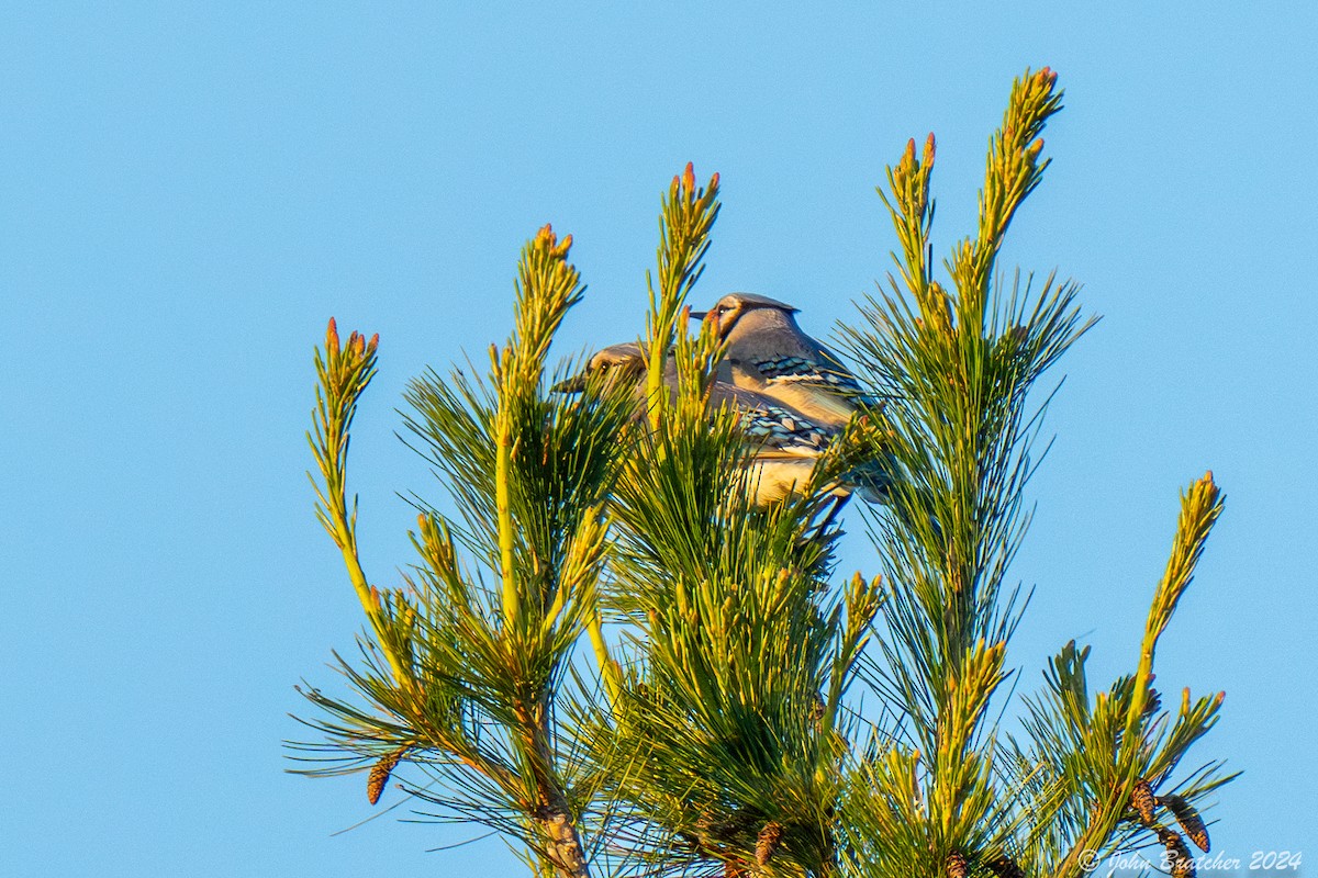 Blue Jay - ML620620399