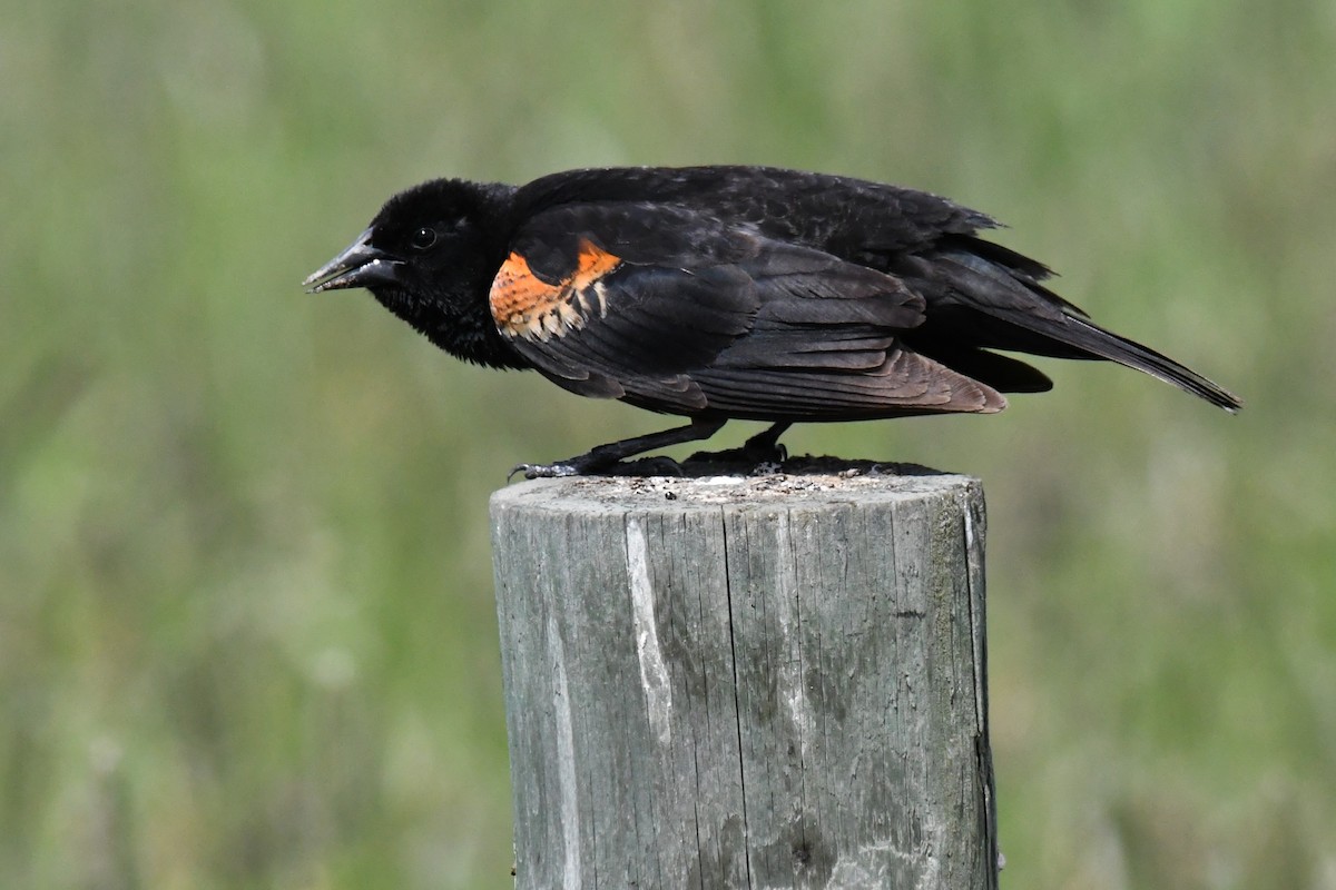 Red-winged Blackbird - ML620620400