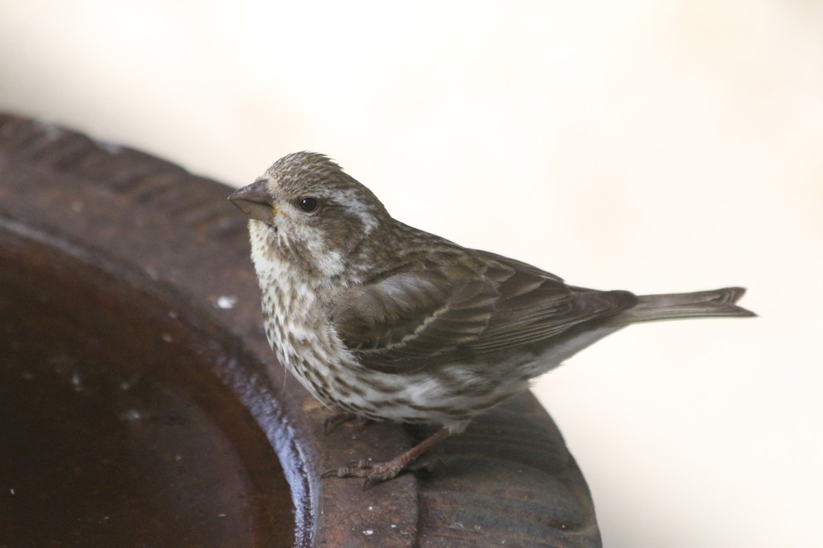 Purple Finch - ML620620402