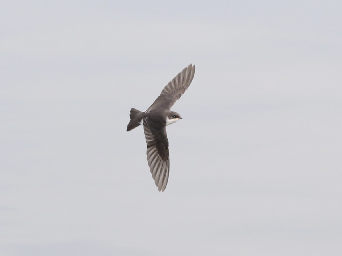 Tree Swallow - ML620620404