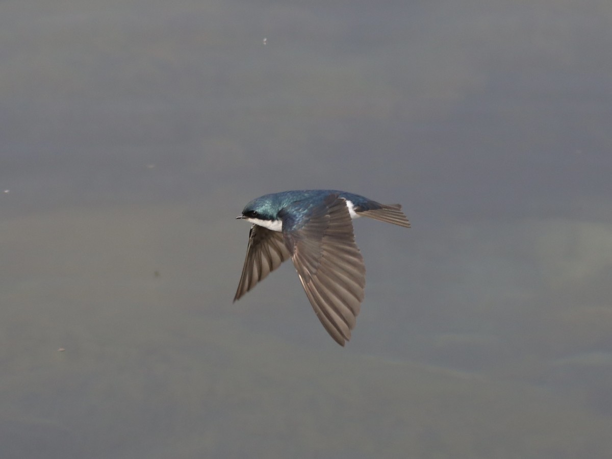 Tree Swallow - ML620620405