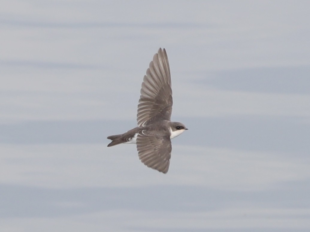 Tree Swallow - ML620620406