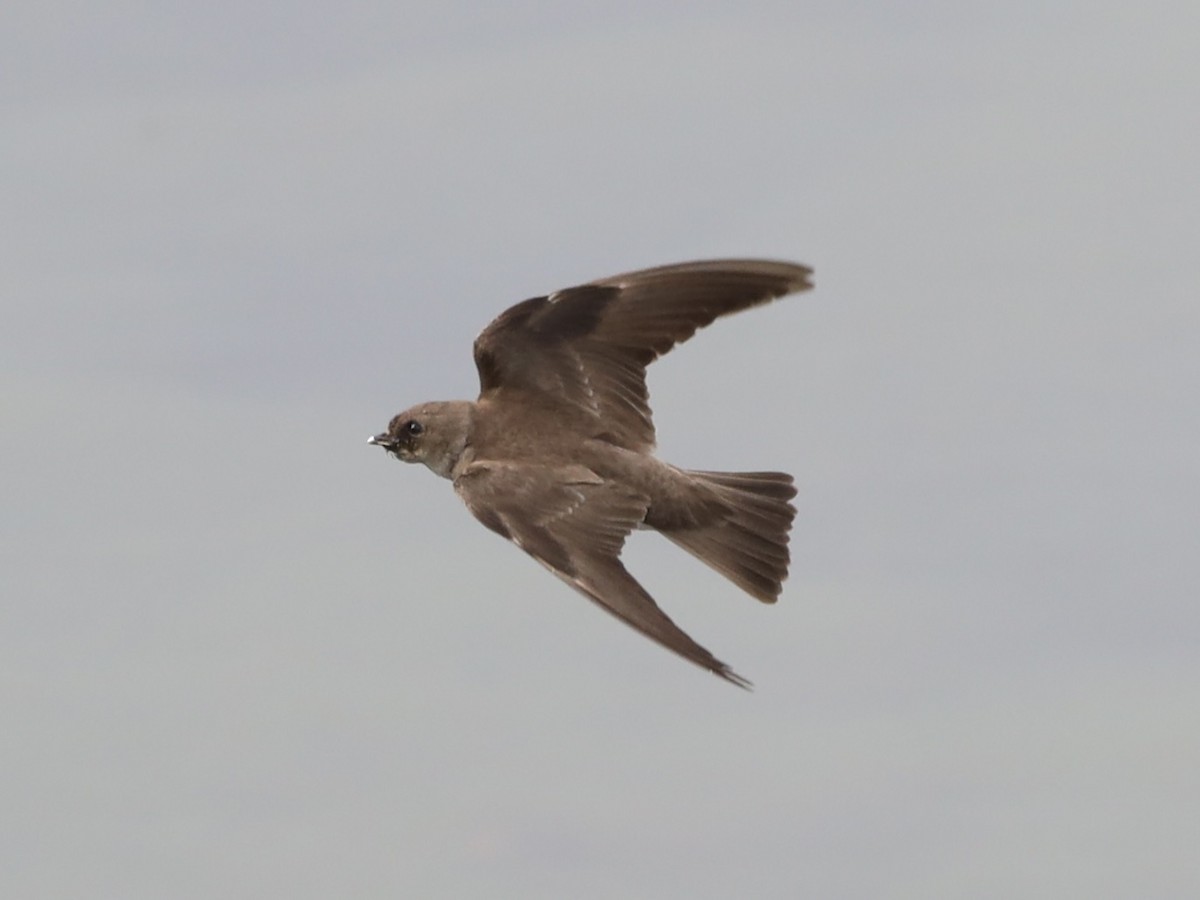 Northern Rough-winged Swallow - ML620620411