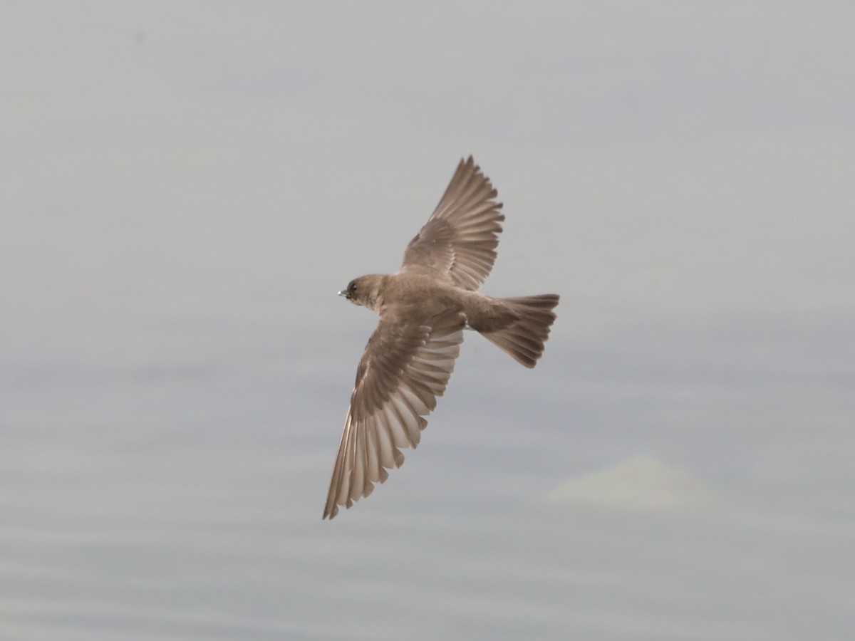 Northern Rough-winged Swallow - ML620620412