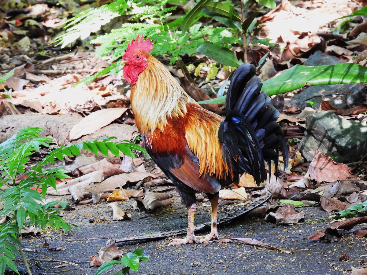 Тэжээмэл тахиа - ML620620413