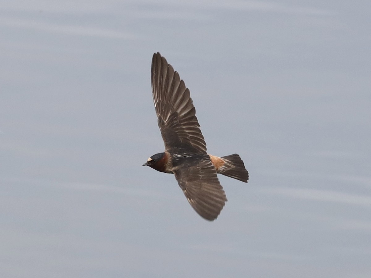 Cliff Swallow - ML620620417