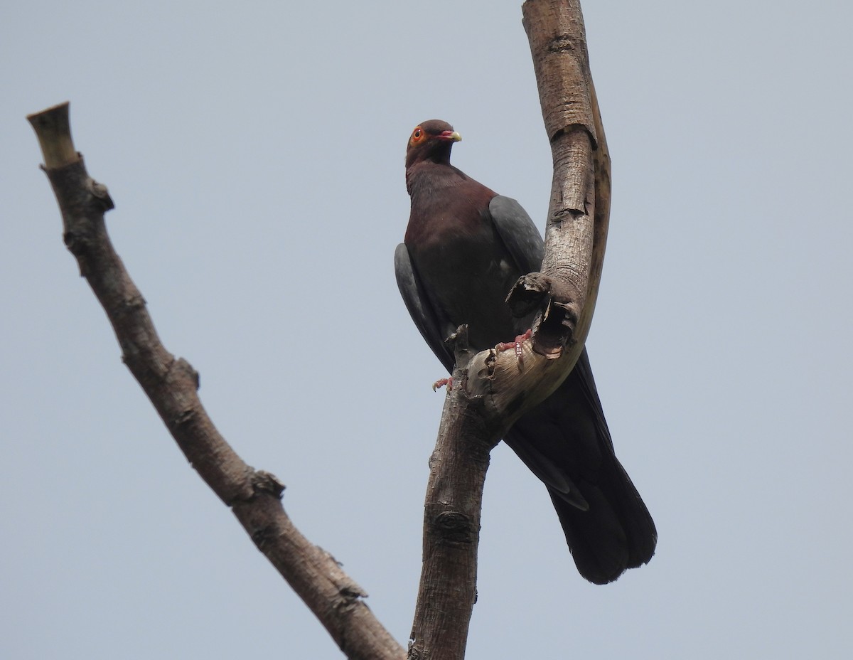 Scaly-naped Pigeon - Eliezer Nieves-Rodriguez