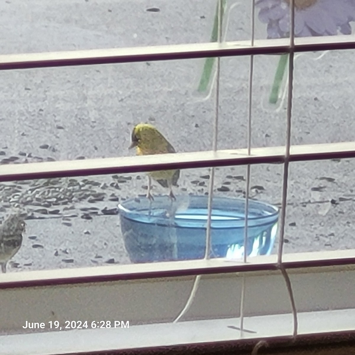 American Goldfinch - Anonymous