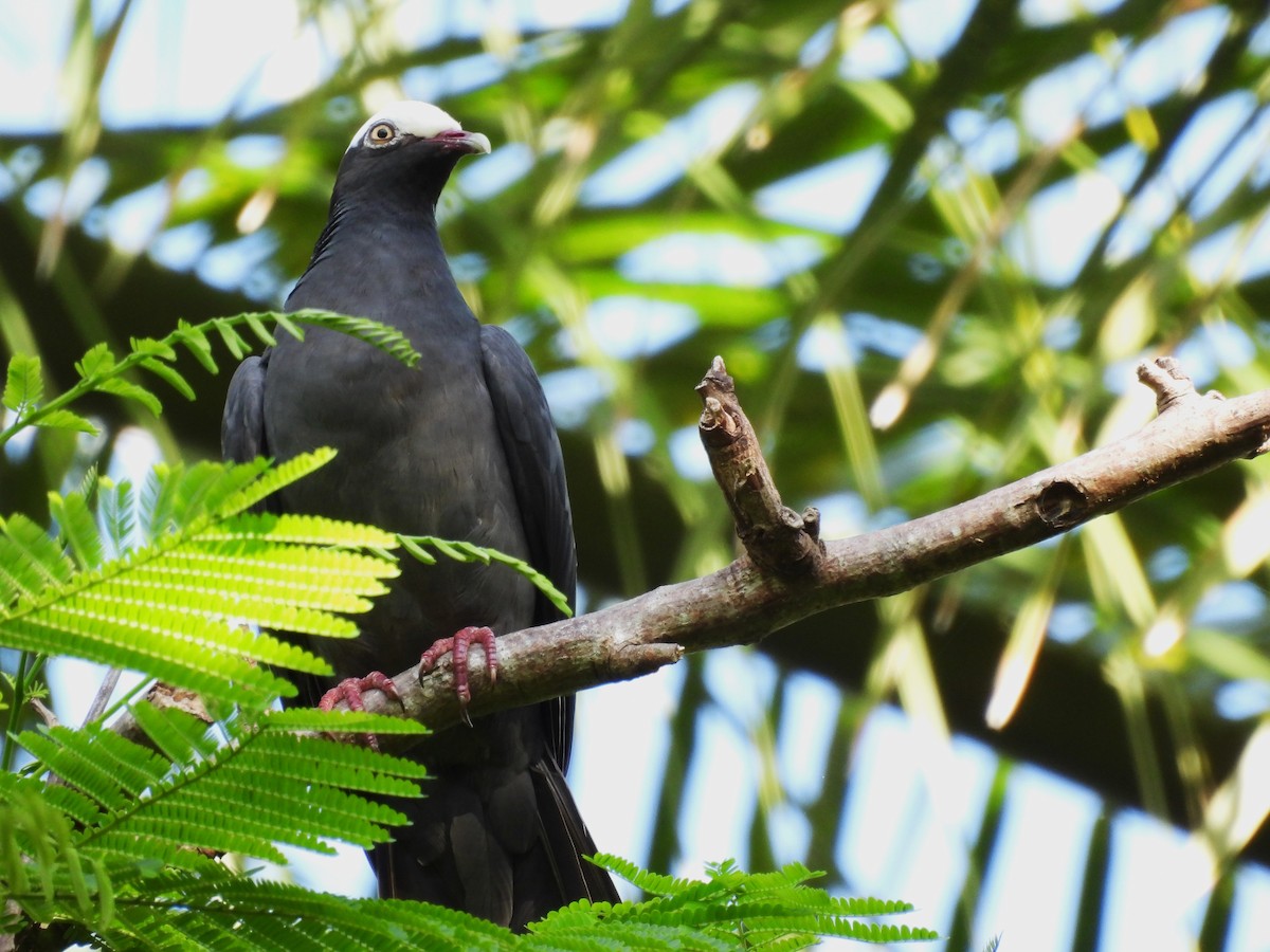 White-crowned Pigeon - ML620620427