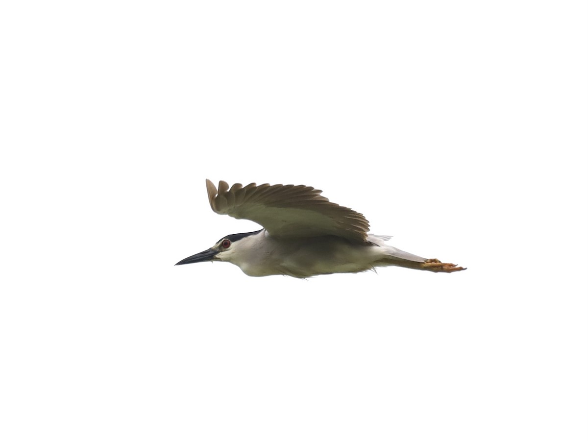 Black-crowned Night Heron - ML620620429