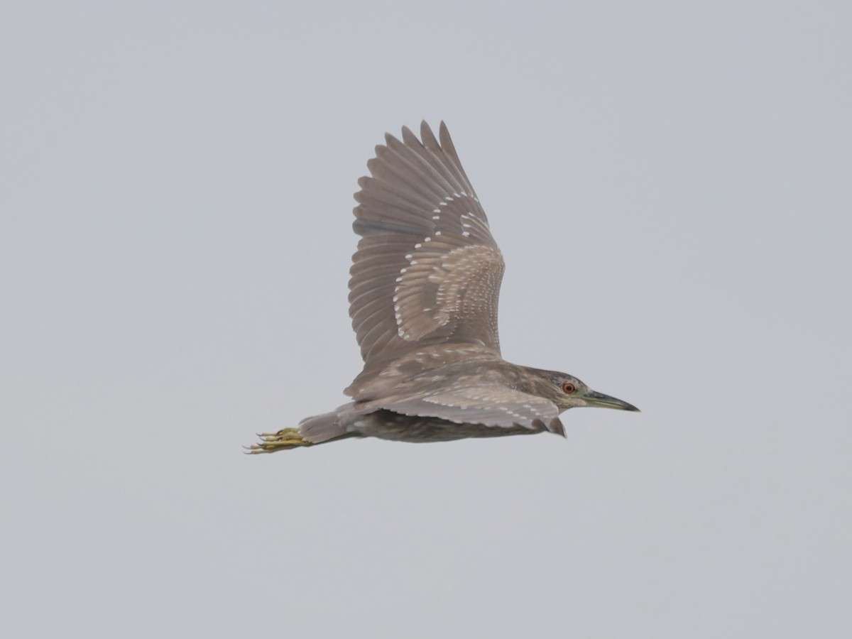 Black-crowned Night Heron - ML620620430