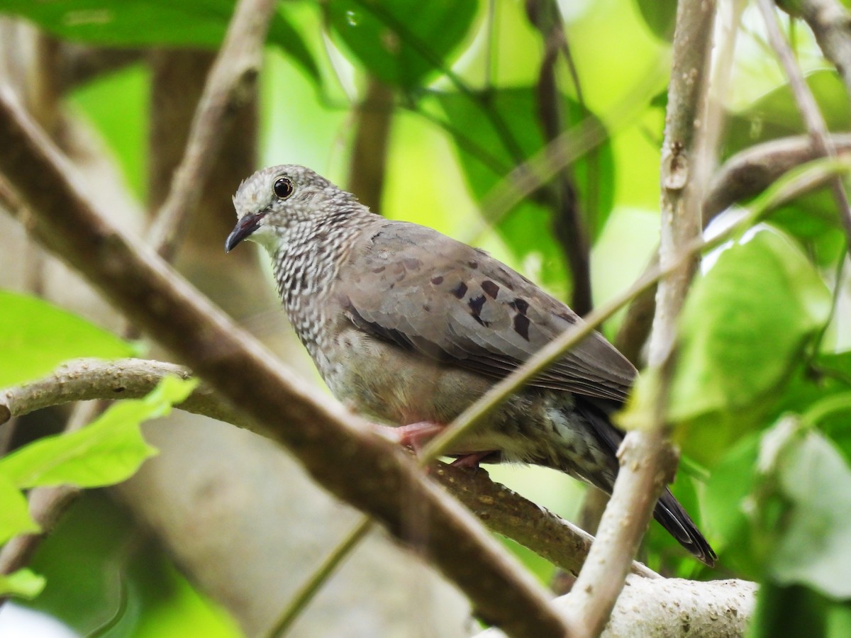 Common Ground Dove - ML620620432