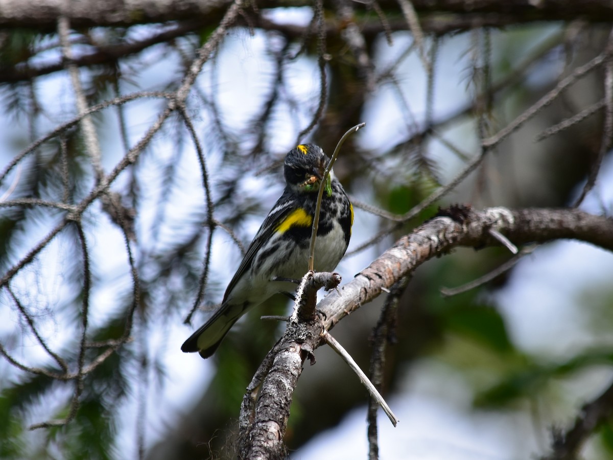 Yellow-rumped Warbler - ML620620435