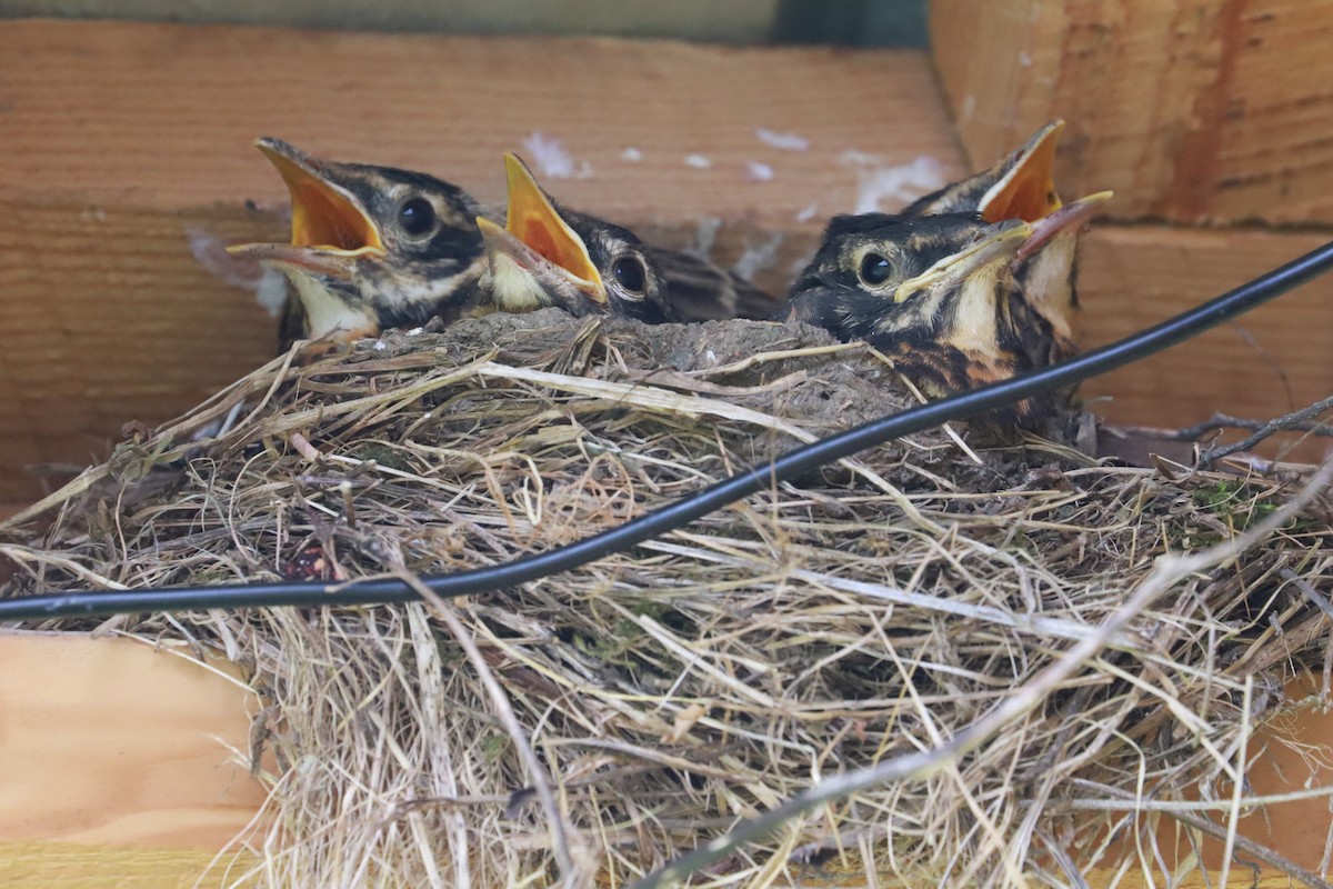 American Robin - ML620620436