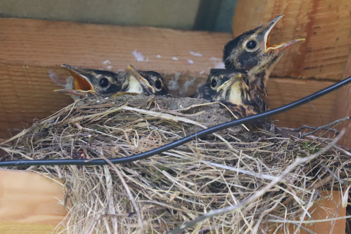 American Robin - ML620620437