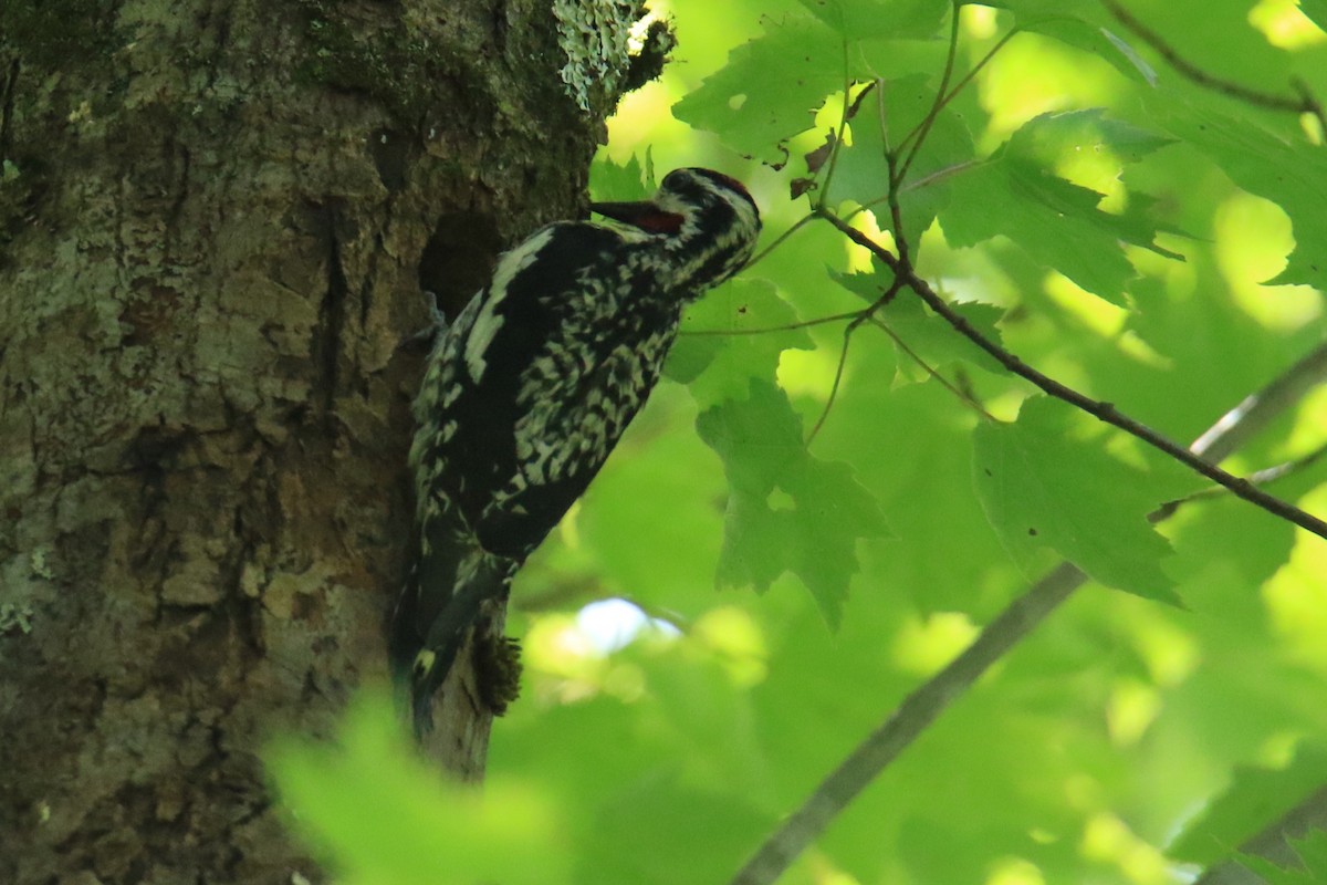 Yellow-bellied Sapsucker - Linda Miller