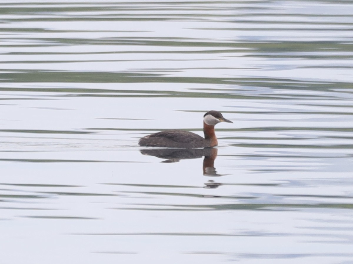 Red-necked Grebe - ML620620439