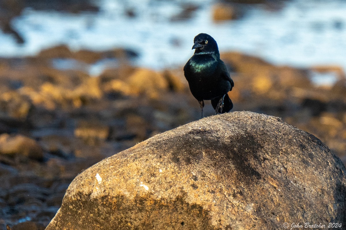 Common Grackle - ML620620440