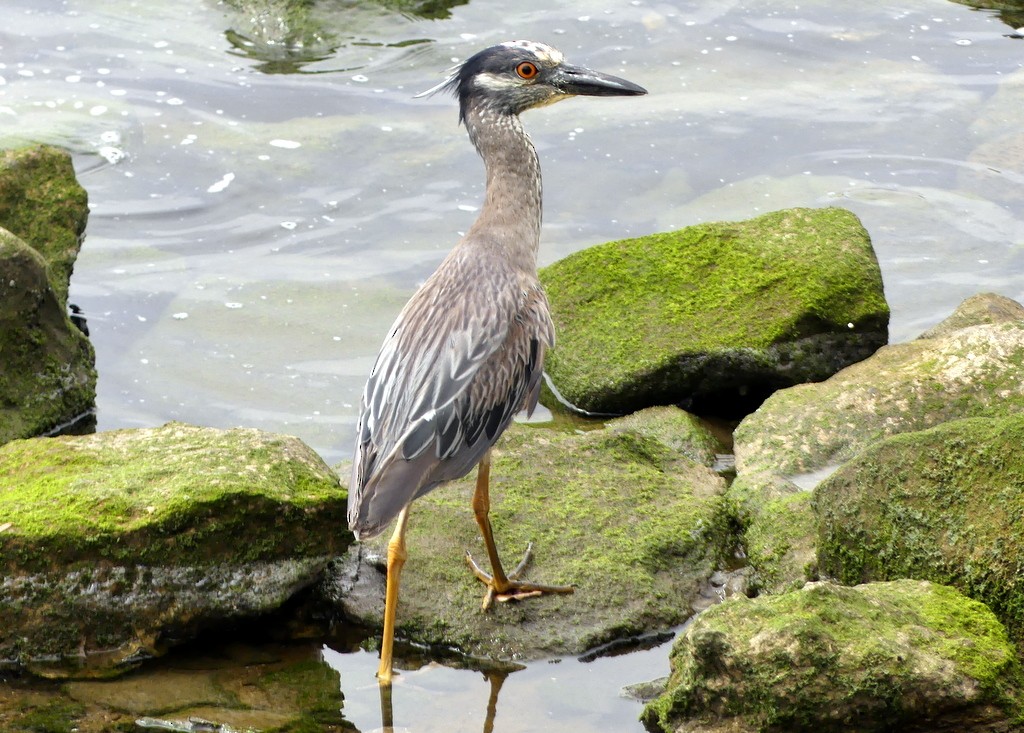 Yellow-crowned Night Heron - ML620620441