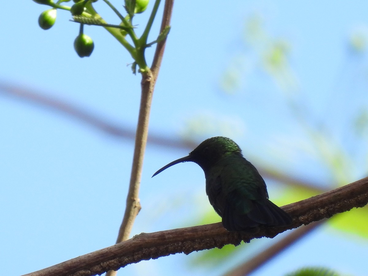 Green-throated Carib - ML620620444