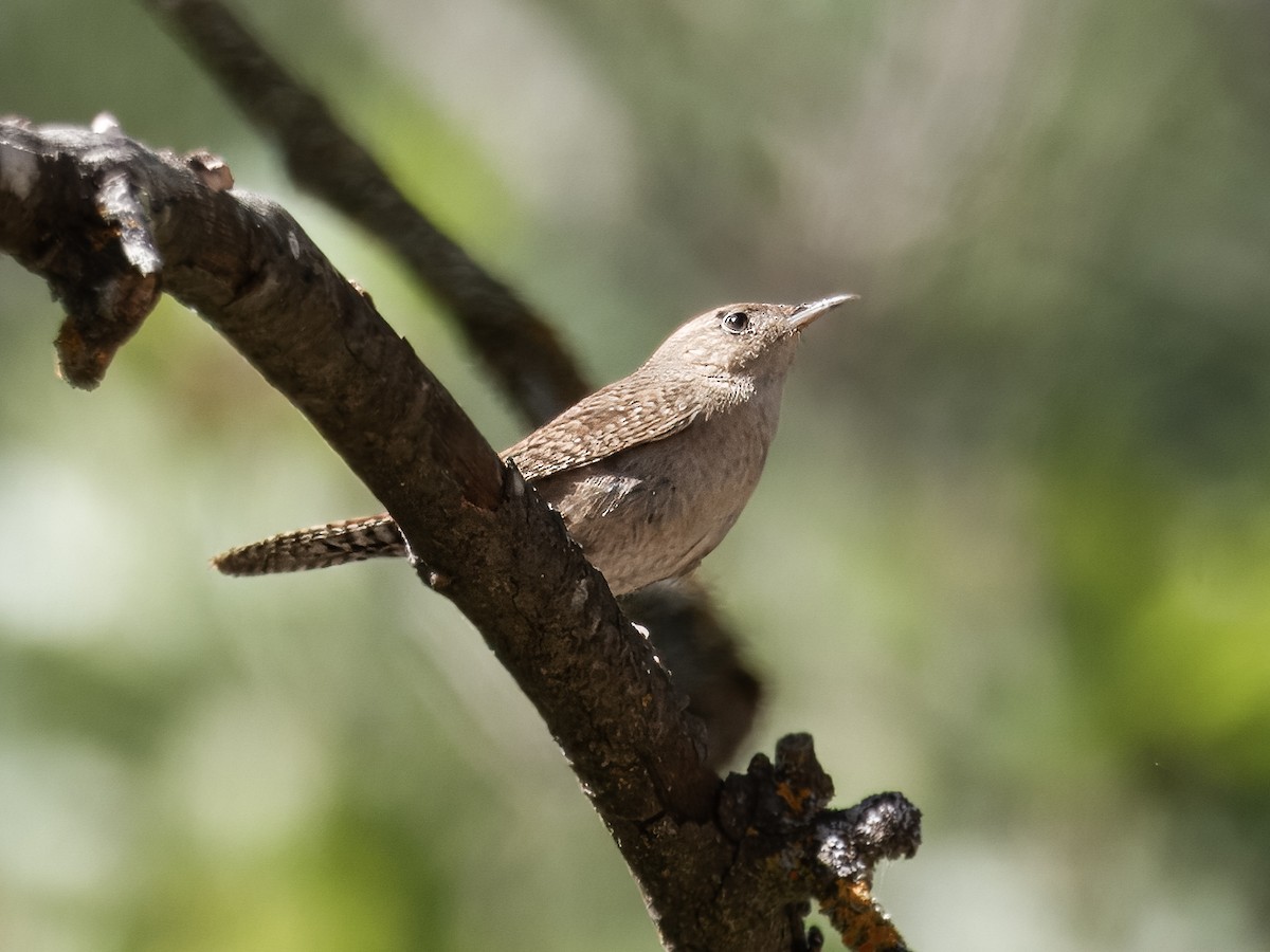 House Wren - ML620620445