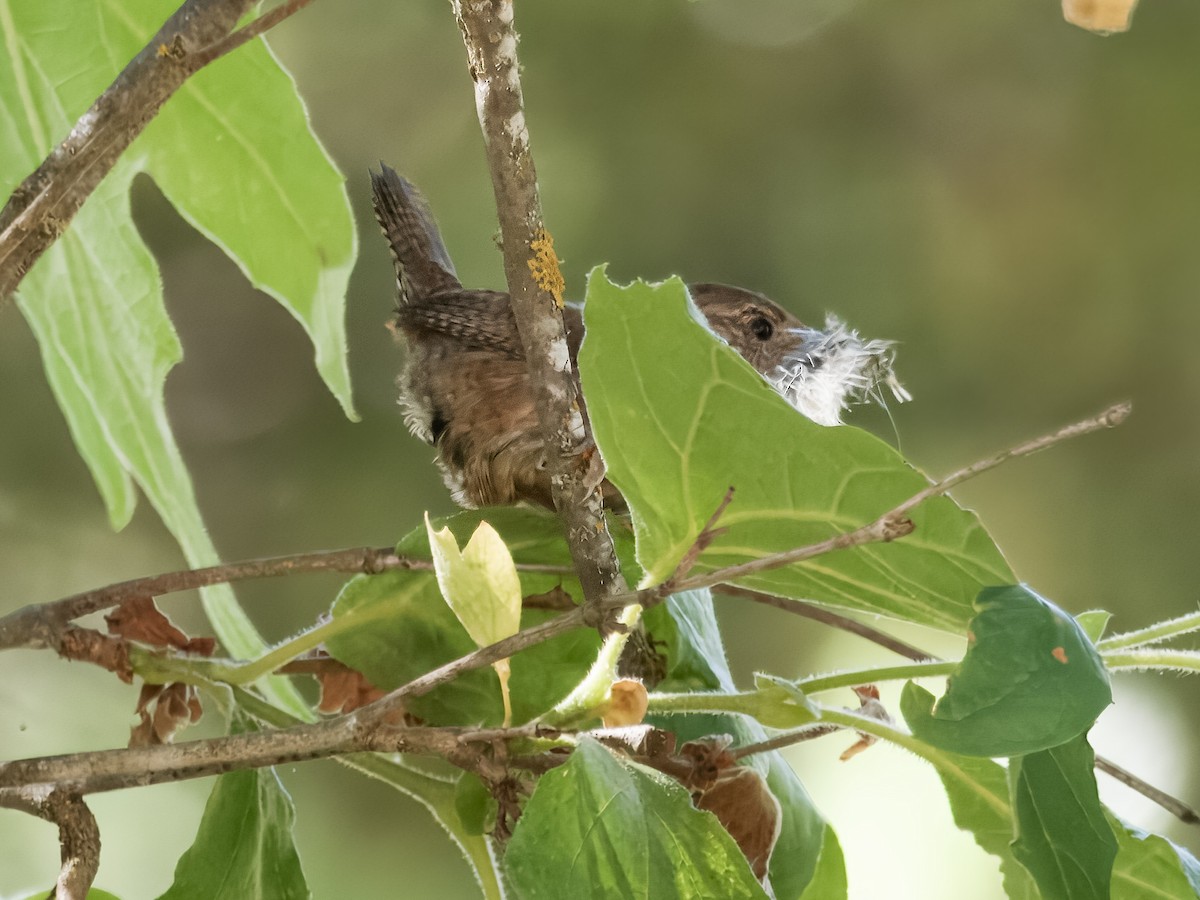 House Wren - ML620620446