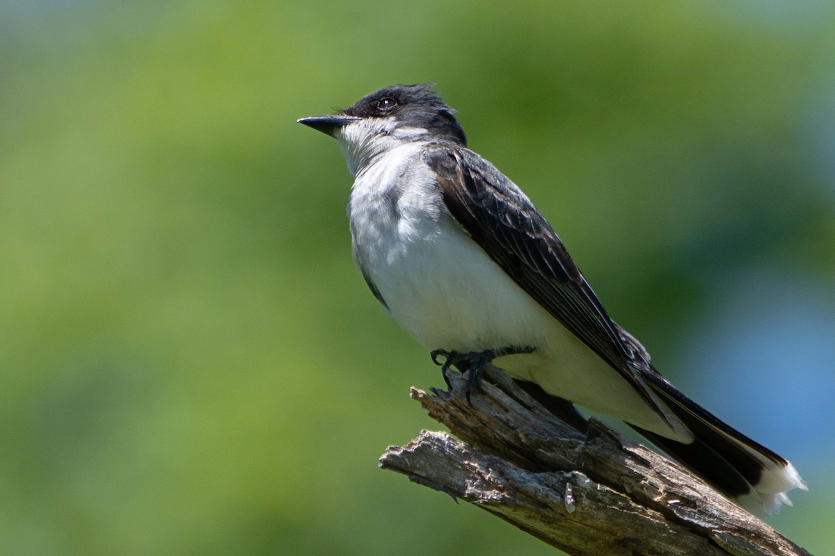 Eastern Kingbird - ML620620451