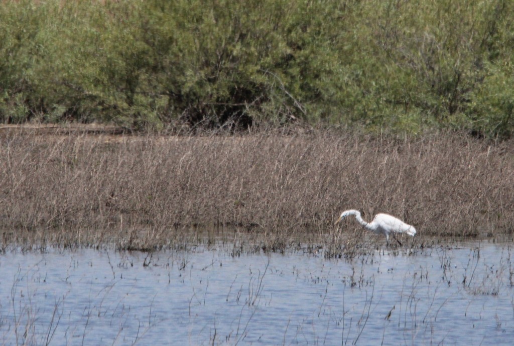 Great Egret - ML620620452