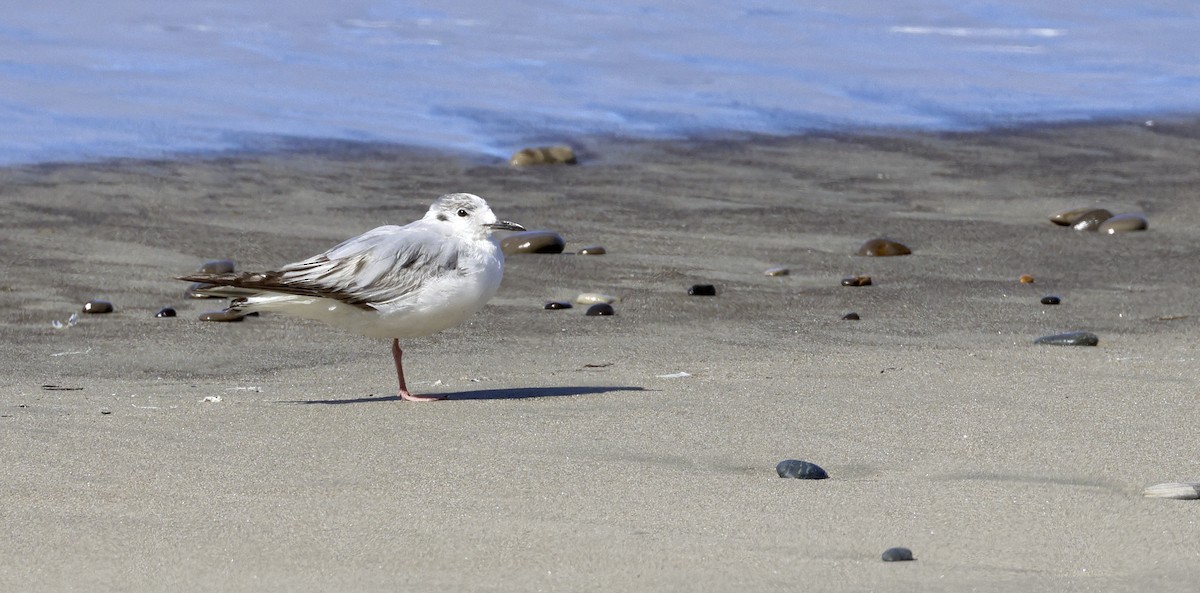 Mouette de Bonaparte - ML620620453