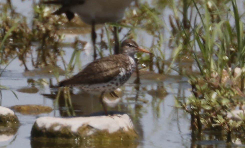 Spotted Sandpiper - ML620620455