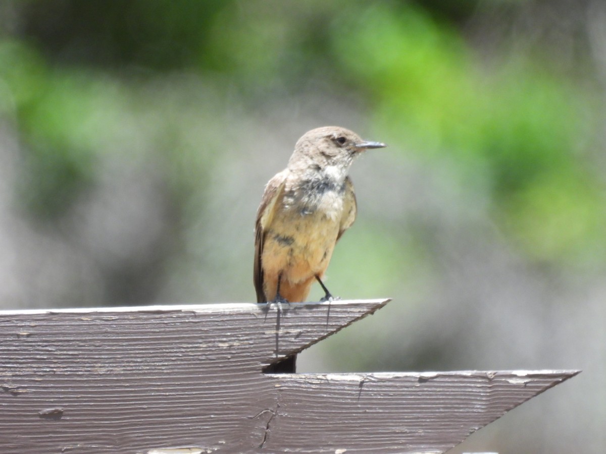 Say's Phoebe - ML620620456