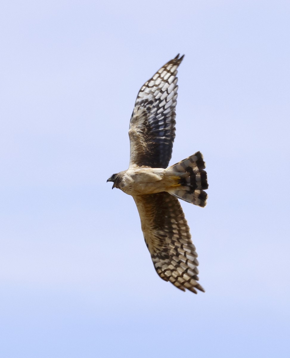 Northern Harrier - ML620620459