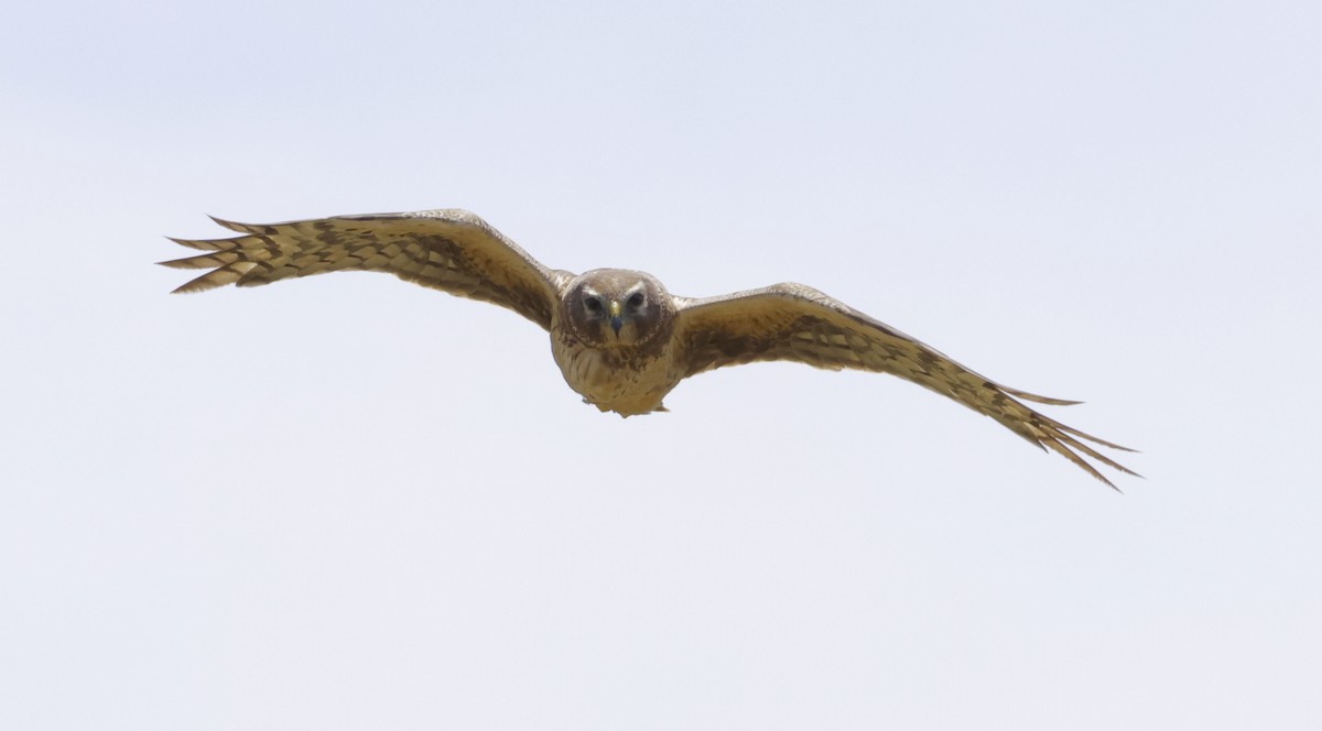 Northern Harrier - ML620620460