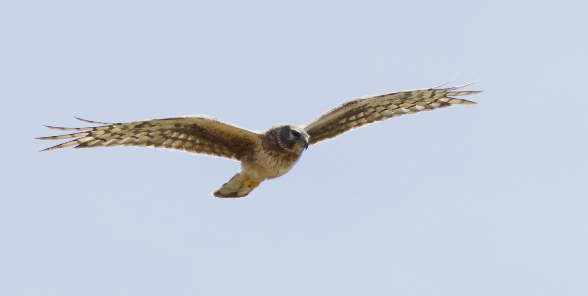 Northern Harrier - ML620620461