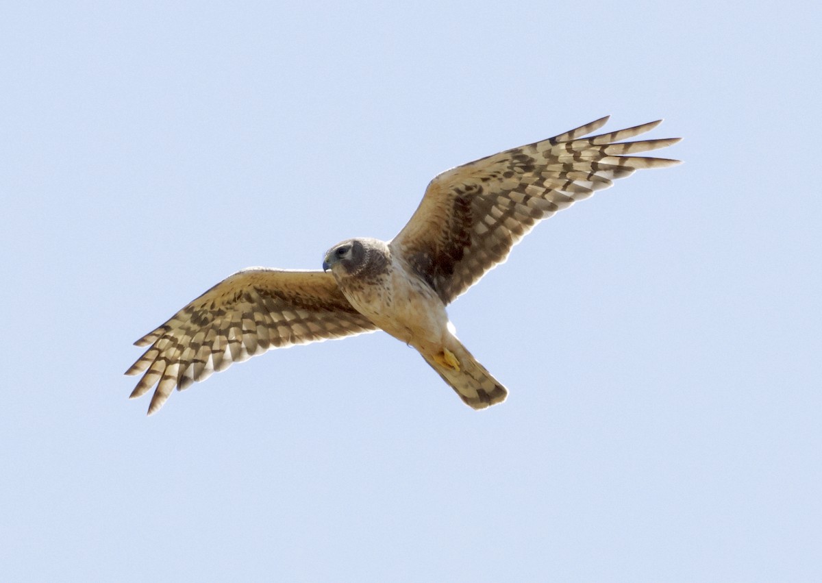 Northern Harrier - ML620620462