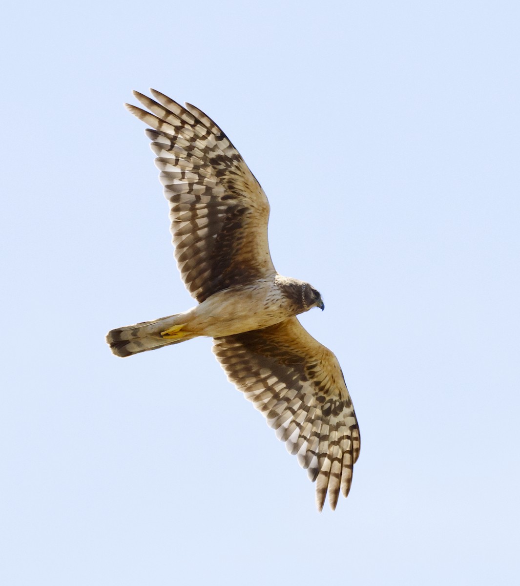 Northern Harrier - ML620620464