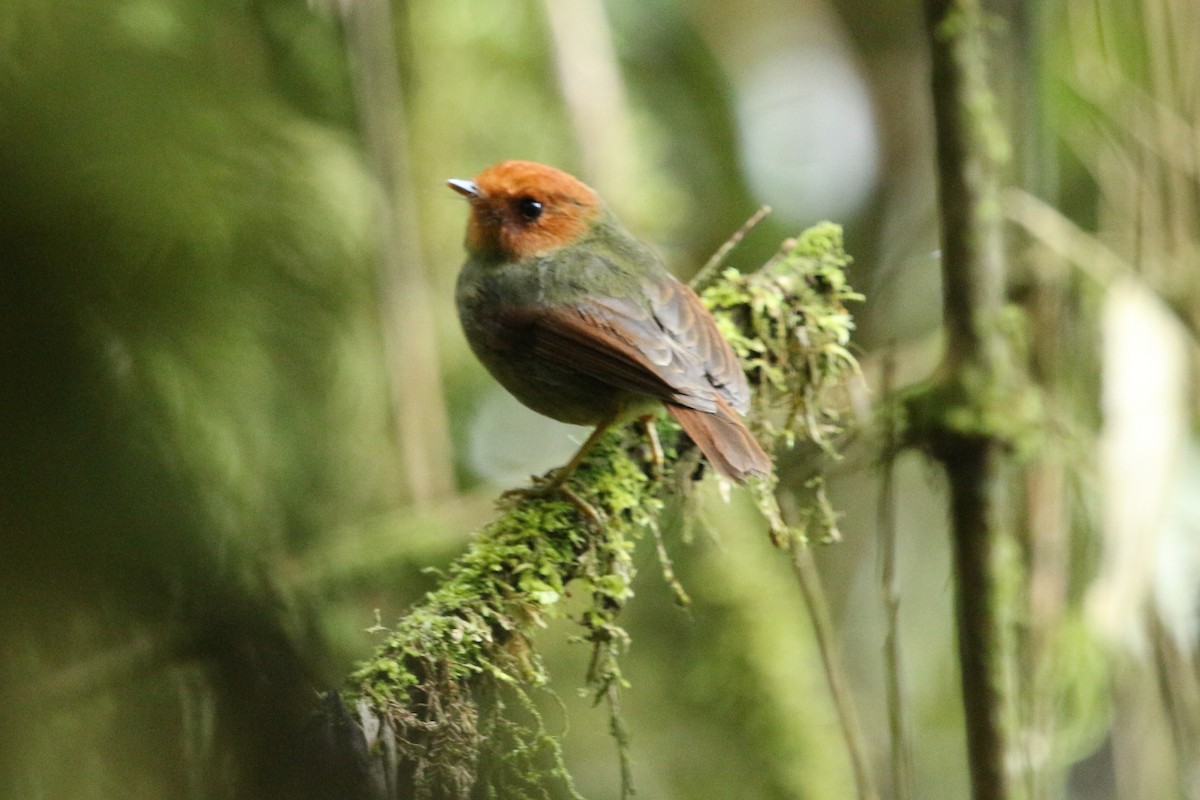 Rufous-headed Pygmy-Tyrant - ML620620467