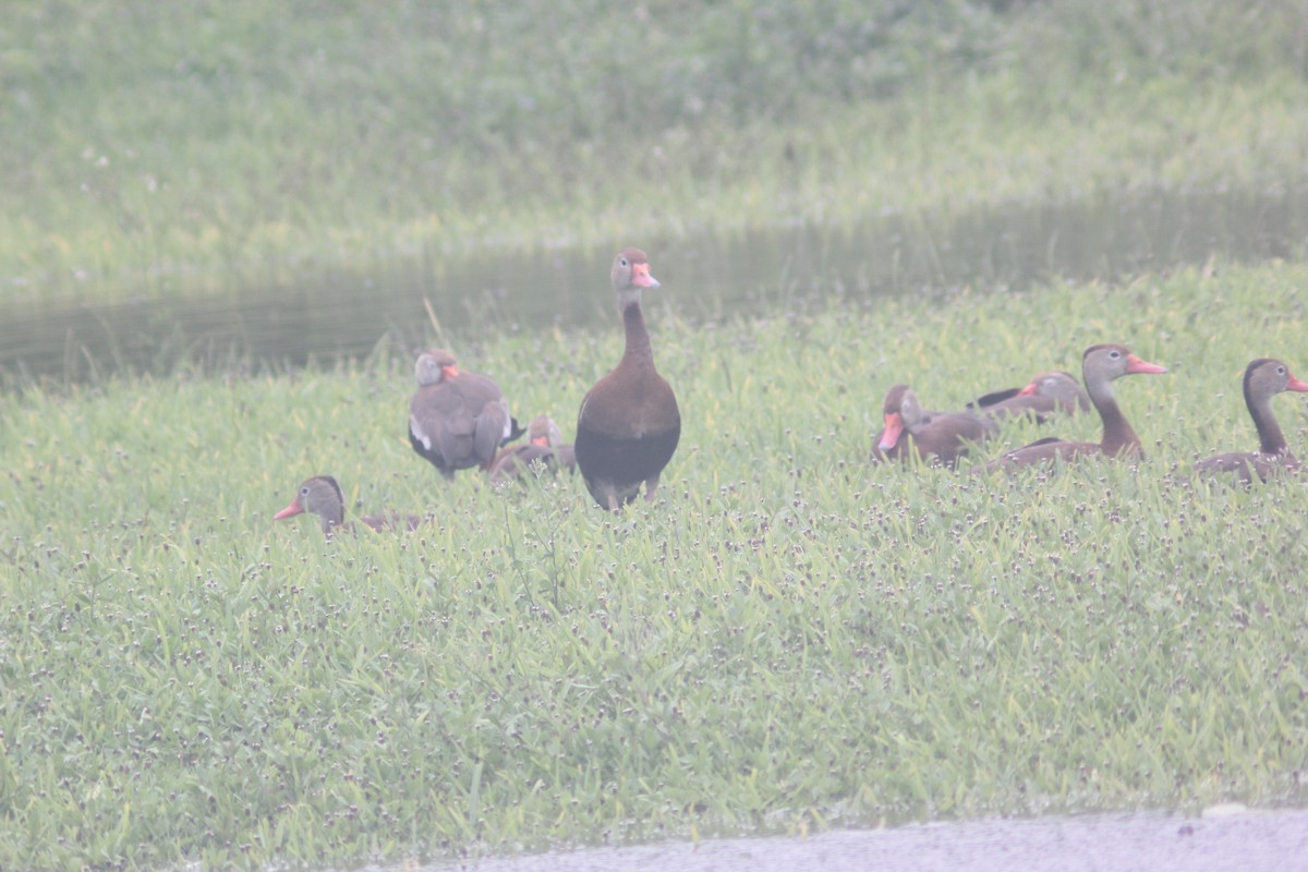 Black-bellied Whistling-Duck - ML620620470