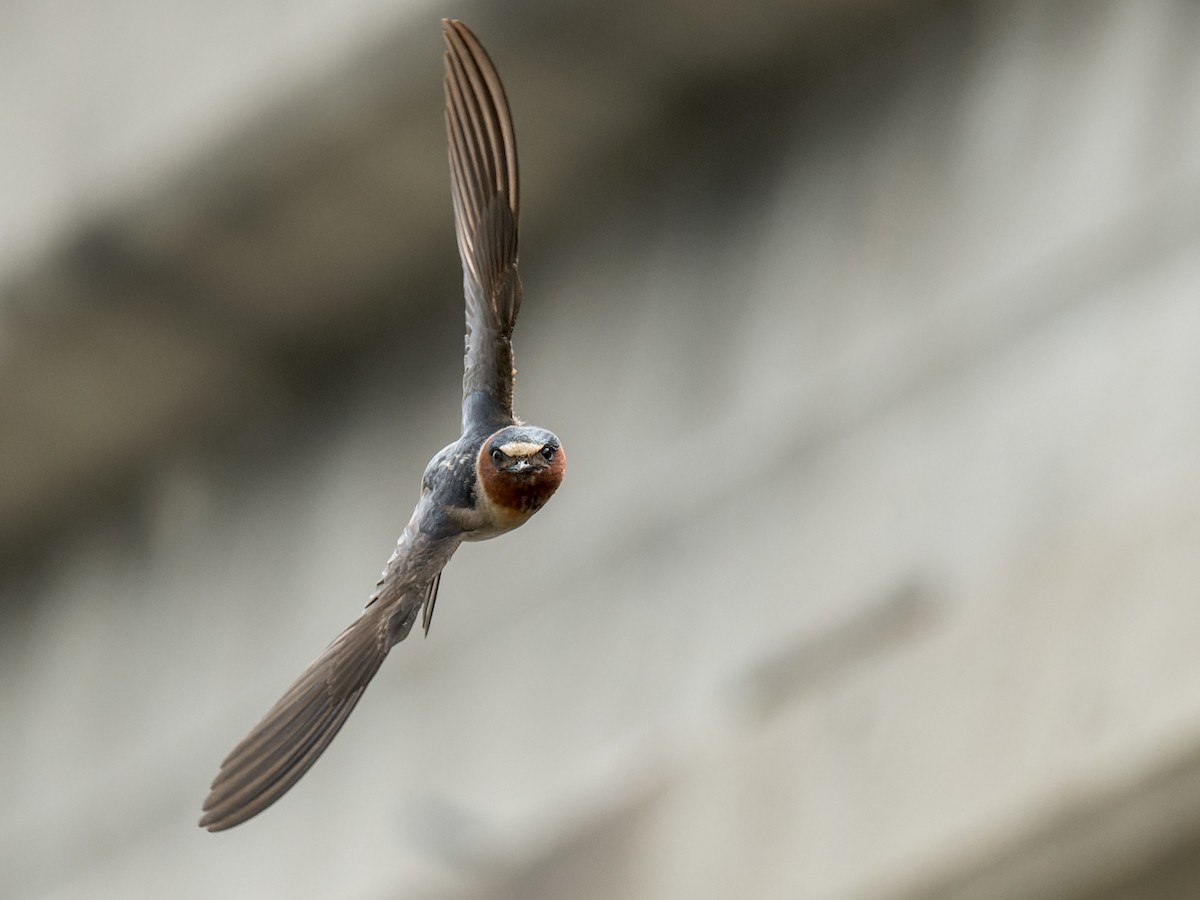 Cliff Swallow - ML620620475