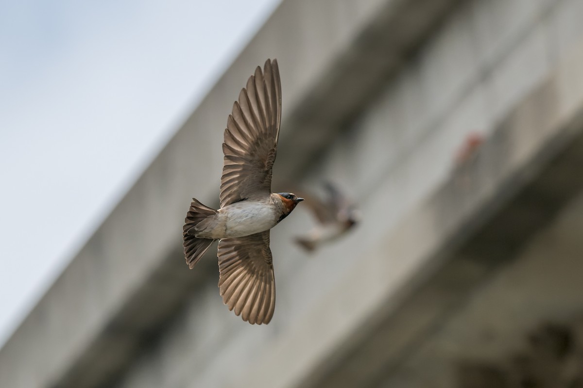 Cliff Swallow - ML620620476