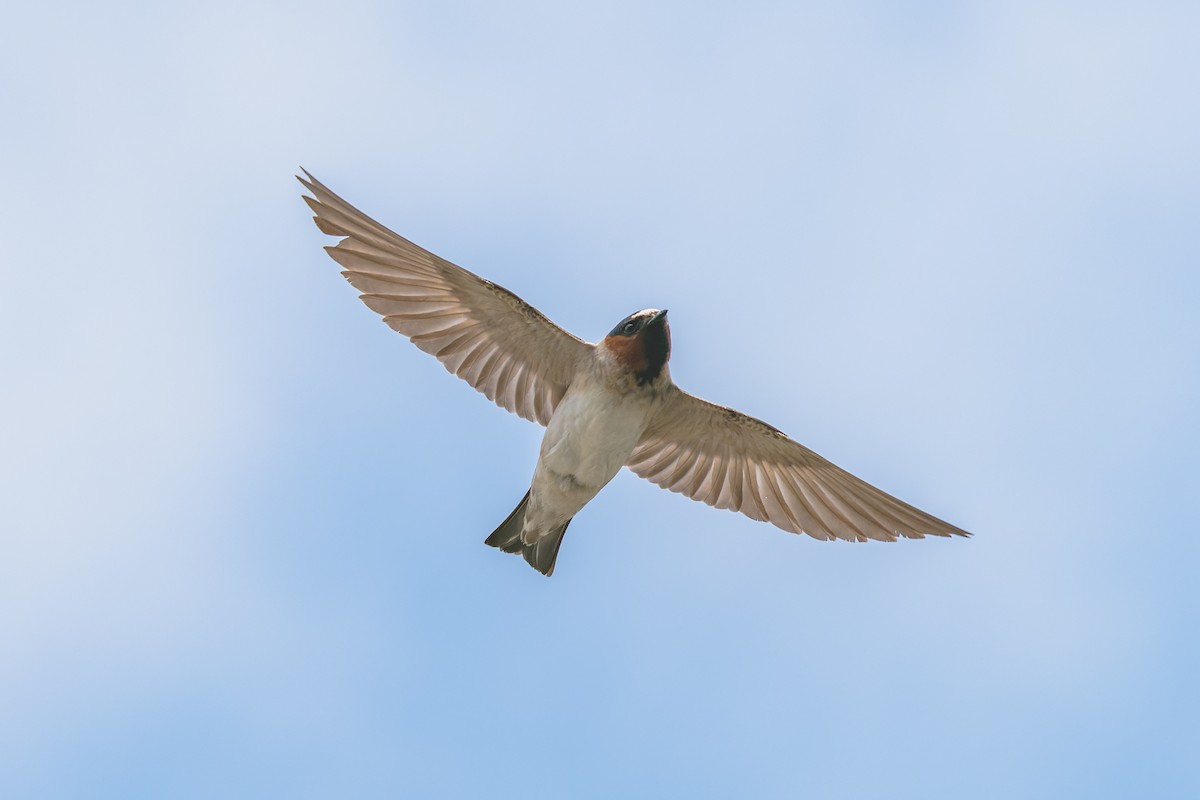 Cliff Swallow - Ruslan Balagansky