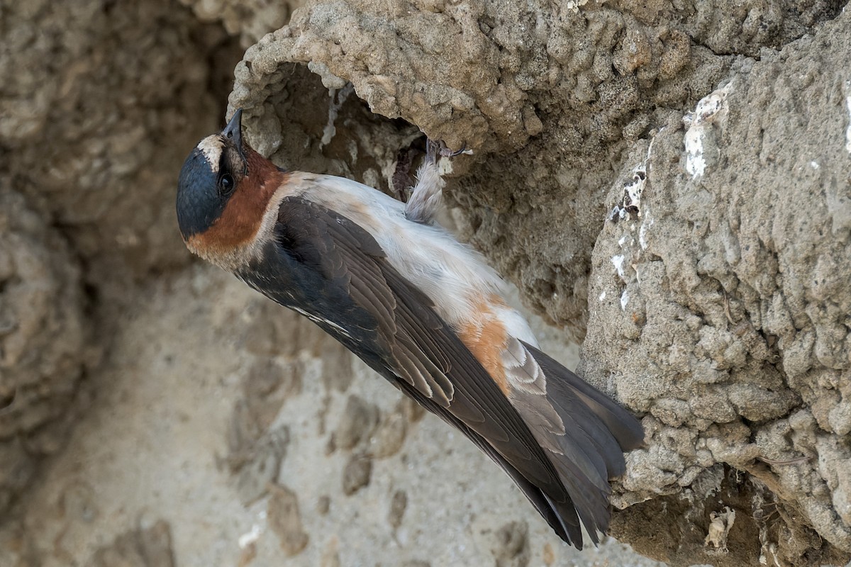 Cliff Swallow - ML620620479