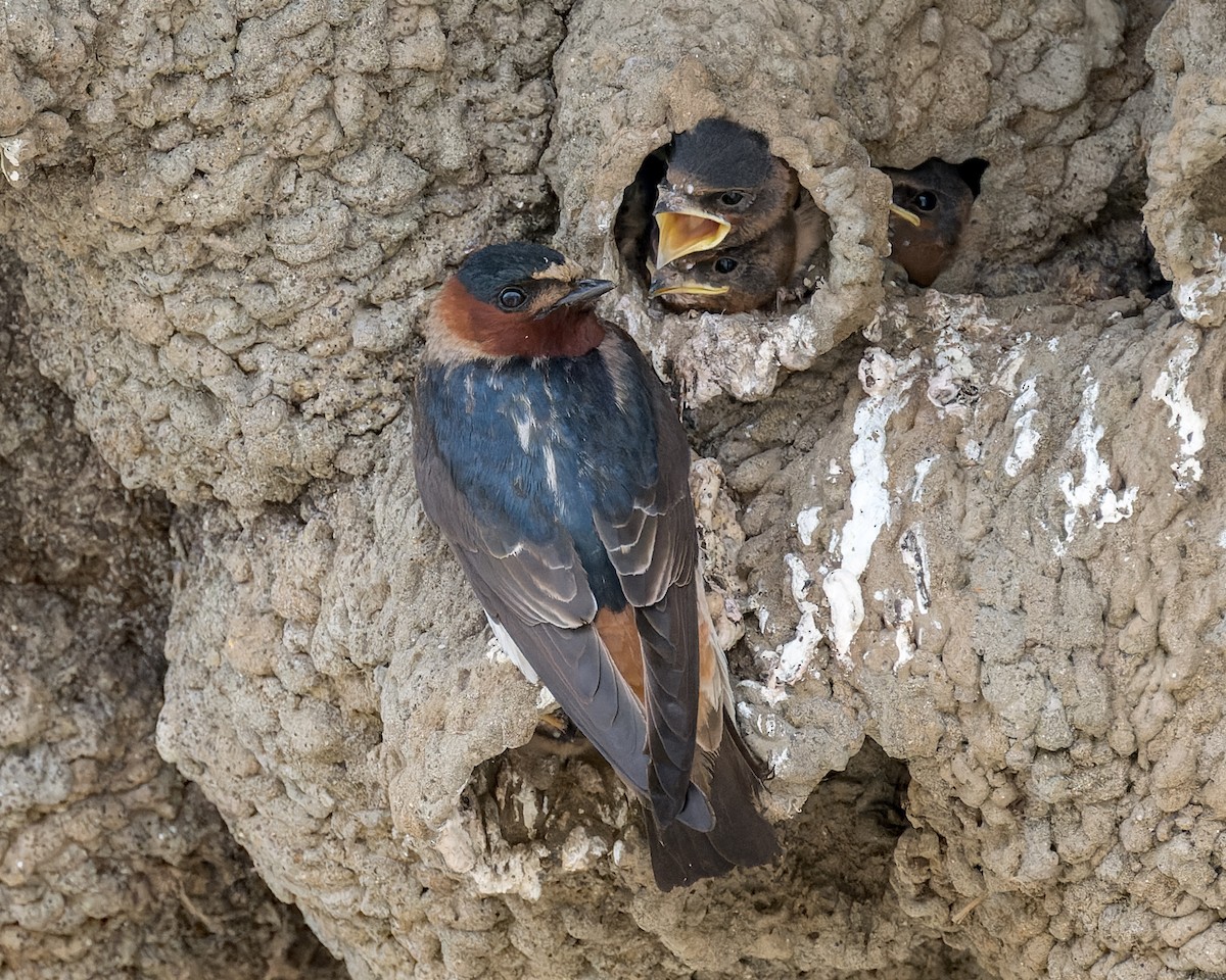 Cliff Swallow - ML620620480