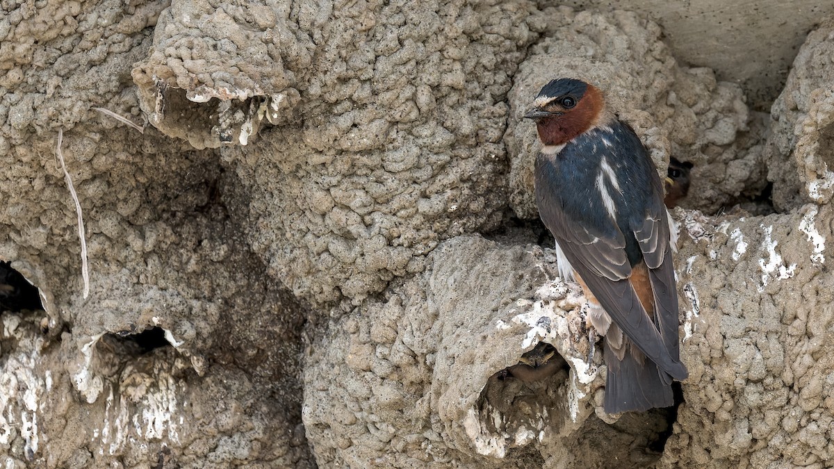 Cliff Swallow - ML620620481